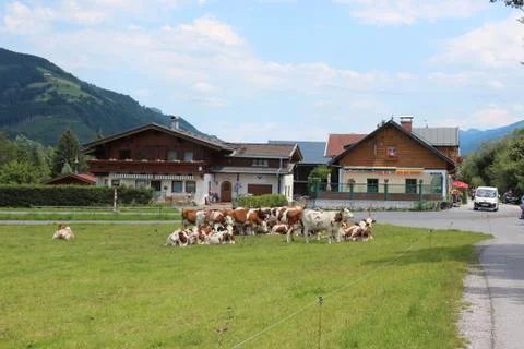Cows in Field in Kaprun Austria Stock Photos