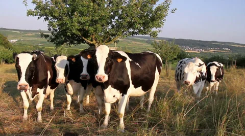 Cows on the field in Luxembourg. Stock Footage 39644712