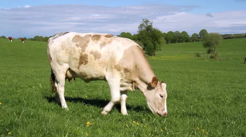Cows on the field in Luxembourg. Stock Footage 49804310