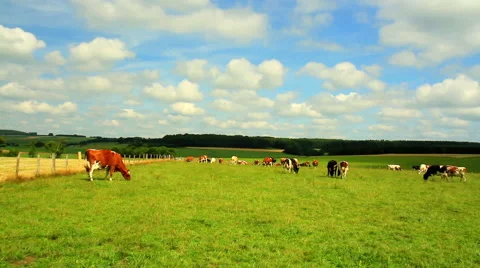 Cows on the field in Luxembourg. Stock Footage 52927401