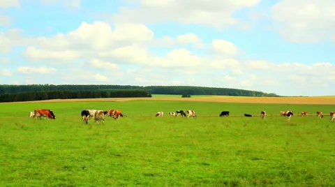 Cows on the field in Luxembourg. Stock Footage 52927701