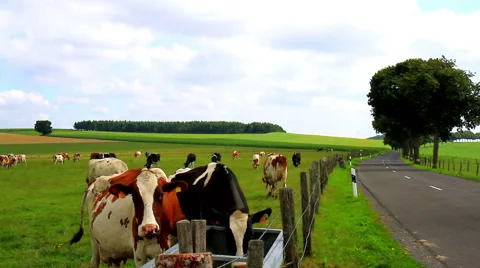 Cows on the field in Luxembourg. Stock Footage 52927953