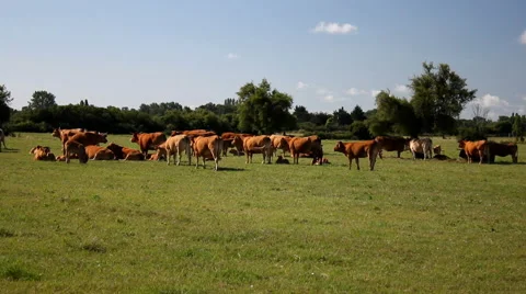 Cows Field Med Stock-Footage 57735868
