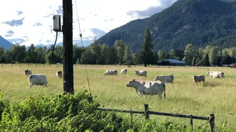 Cows in field, mountain valley Stock Footage 146990612