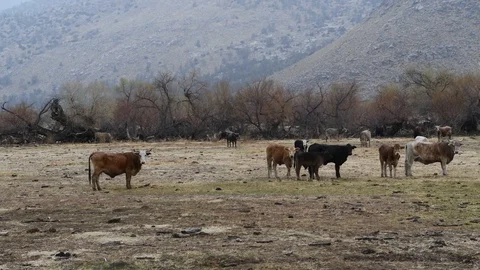 Cows on the field at mountains Stock Footage 97700705