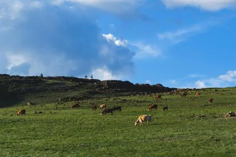 Cows in a field in the mountains Stock Photos