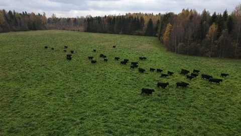 Cows on field nature Stock Footage 169341497