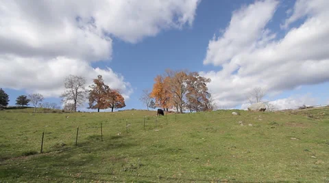 Cows in field new england Video stock 36889690