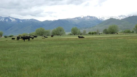 Cows In A  Field Pan UHD 4k Stock Footage 38663855