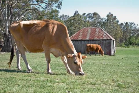 Cows in the field Stock Photos
