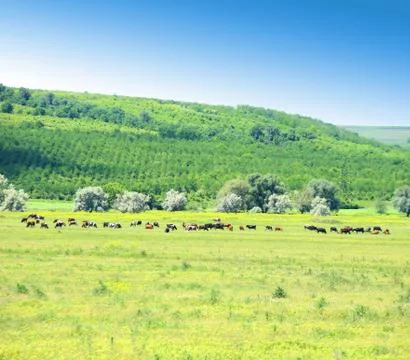 Cows on a field. Stock Photos