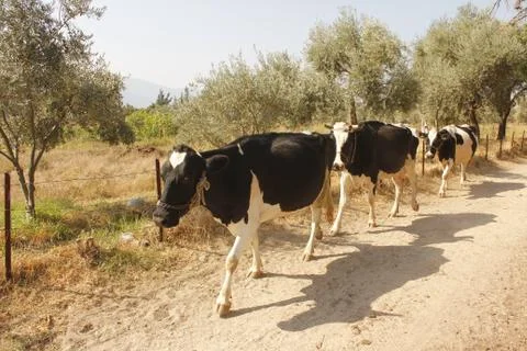 Cows on field Foto stock
