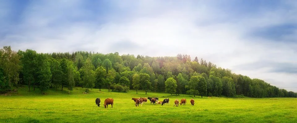 Cows on a field Stock Photos