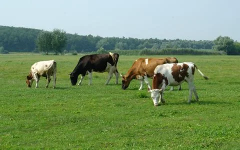 Cows in a field Stock Photos