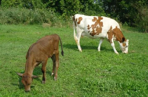 Cows in a field Stock Photos