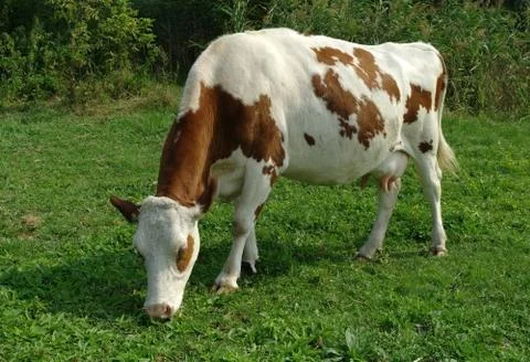Cows in a field Stock Photos