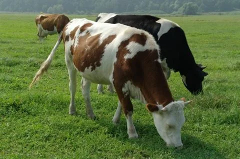 Cows in a field Stock Photos