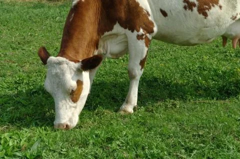 Cows in a field Stock Photos