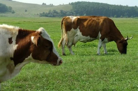 Cows in a field Stock Photos