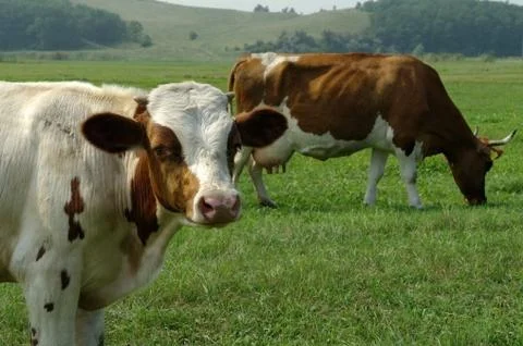Cows in a field Stock Photos