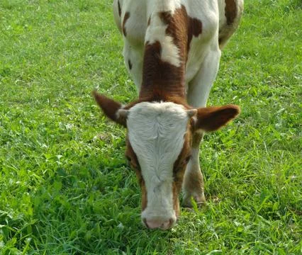 Cows in a field Stock Photos