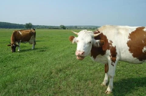 Cows in a field Stock Photos