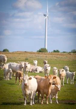 Cows on a field Stock Photos