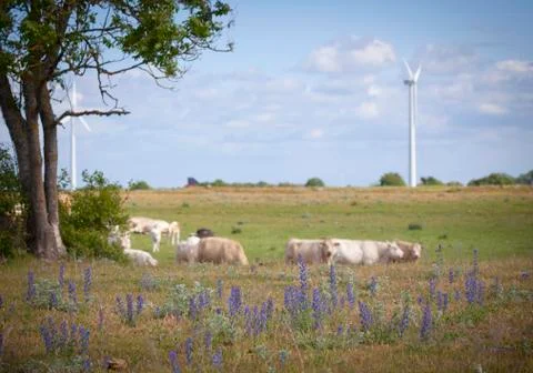 Cows on a field Stock Photos