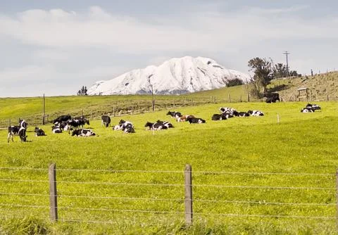 Cows at a field Stock Photos
