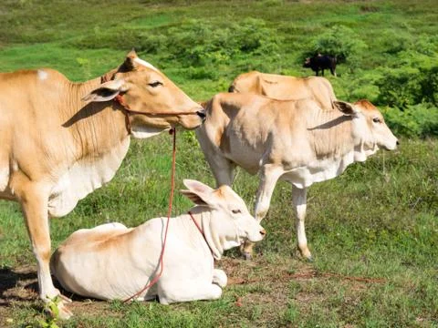 Cows in the field Stock Photos