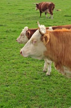 Cows in a field Stock Photos