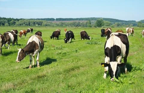 Cows in a field Stock Photos