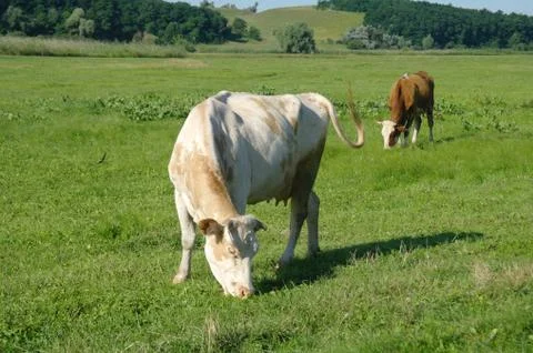 Cows in a field Stock Photos