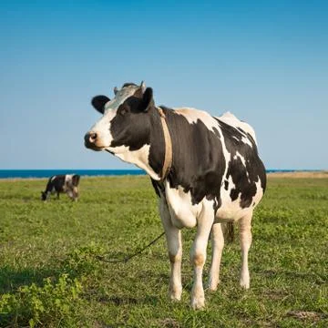 Cows on a field Stock Photos