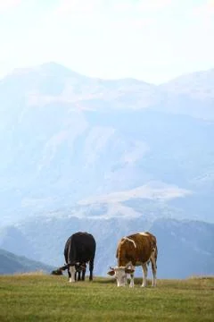 Cows on a field Stock Photos