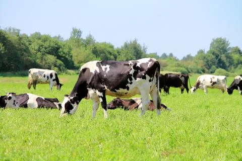 Cows in the field Stock Photos