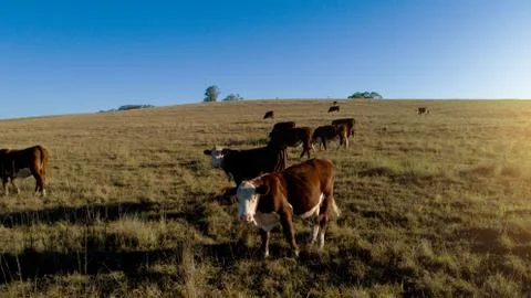 Cows in a field Stock Photos