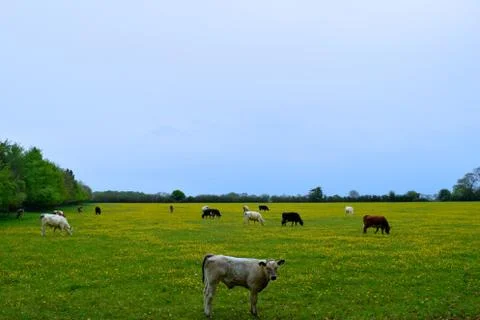 Cows In The Field Stock Photos