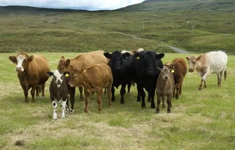 Cows in a field Stock Photos
