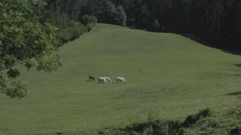 Cows in a field Foto stock