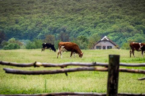 Cows in the field Stock Photos