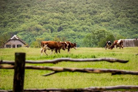Cows in the field Stock Photos