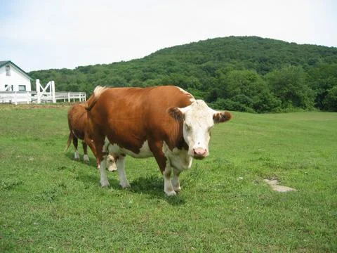 Cows in a field Foto stock