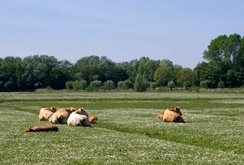 Cows on a field Stock Photos