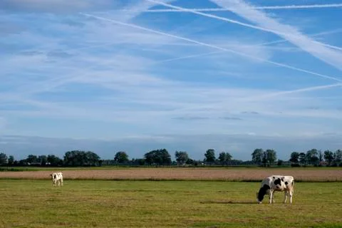 Cows in a field Stock Photos