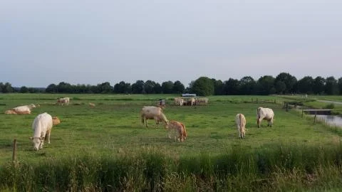 Cows in a field Stock Photos