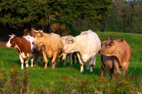 Cows in the field Stock Photos