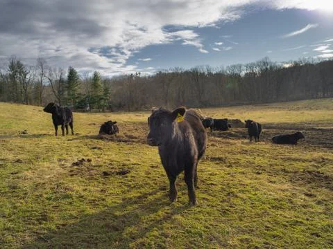 Cows In Field Stock Photos