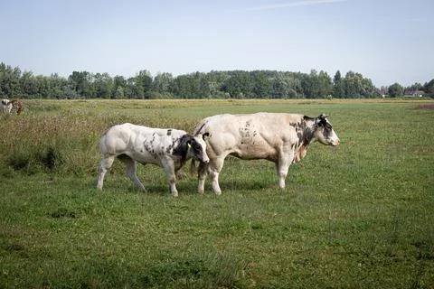 Cows in field Stock Photos