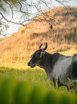 Cows in a field Stock Photos